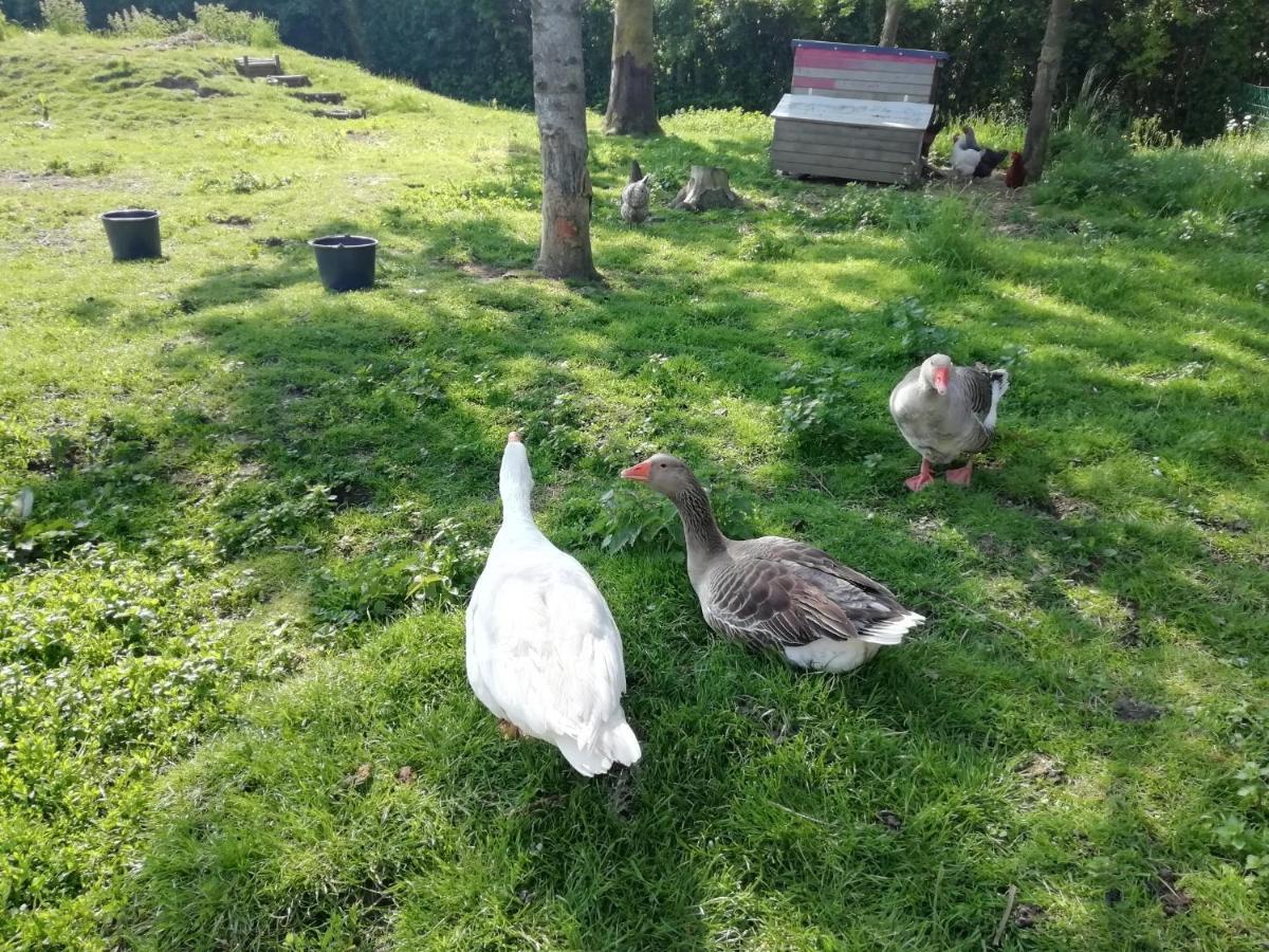 Le Gite Du Chtihameau Avec Piscine Interieure Privative, Selon Date Bassee Buitenkant foto